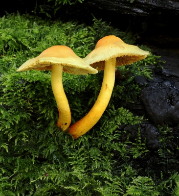 Yellow Shield Mushroom